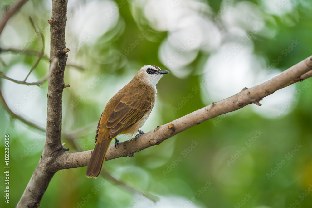 Bird (Yellow-vented Bulbul) on tree in nature wild Bird (Yellow-vented Bulbul) on tree in nature wild
