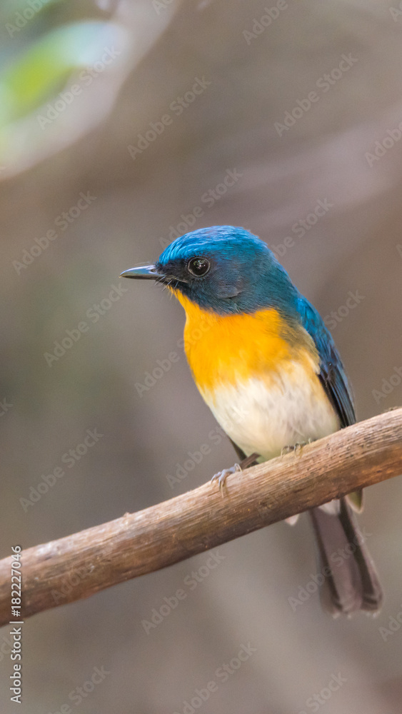 Bird (Tickell's Blue Flycatcher) in nature wild