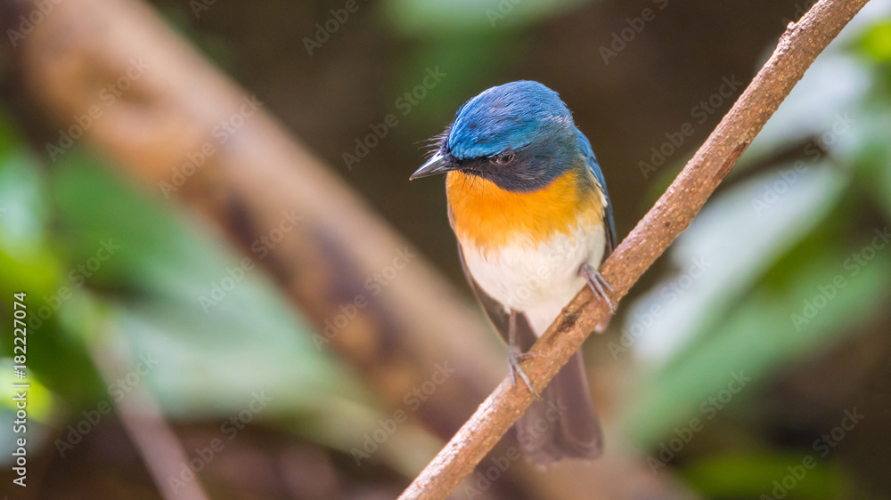 Bird (Tickell's Blue Flycatcher) in nature wild