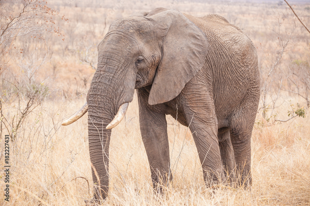 Obraz premium Elefant