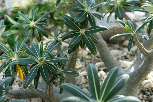 close up of pachypodium rosulatum plant from madagascar on stone ground