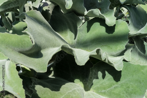 leaf of kalanchoe beharensis crassulaceae background plant structure design photo