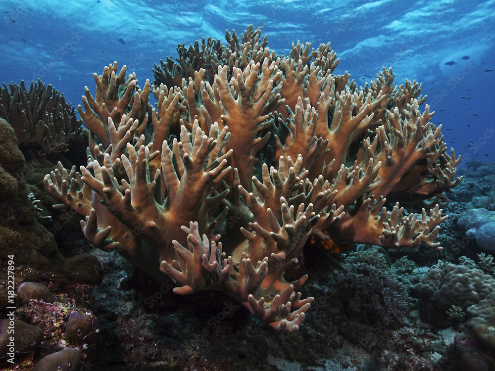 Obraz premium Staghorn Coral, Geweihkoralle
