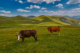 Cows eating fresh grass in mountain valley