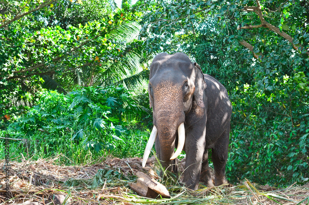 Obraz premium Asian elephant with tusks in the forest. Country Of Sri Lanka