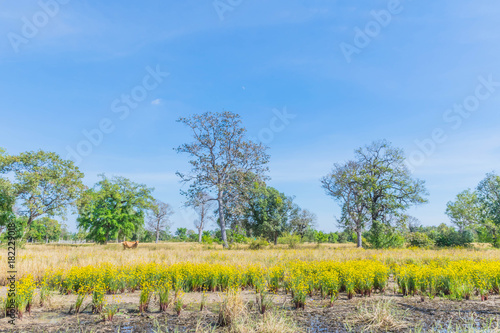 Tall  yellow-eyed grass,Xyridaceae,flower plant field in the harvest season of paddy rice in Thailand. photo