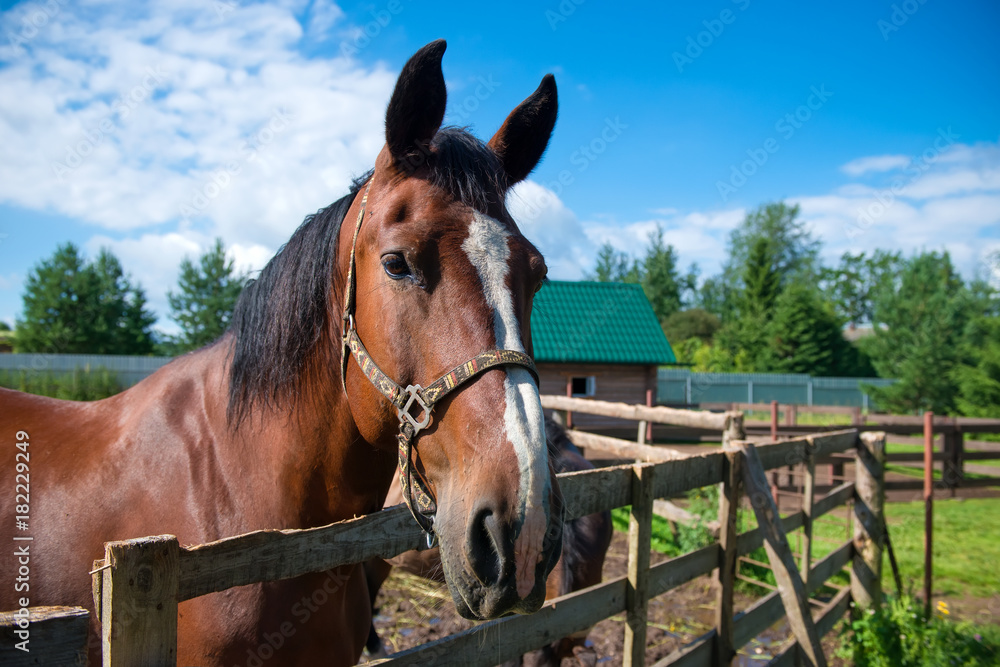 Obraz premium A horse ranch with horses standing along a fence