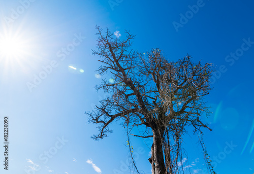 Dry trees die and sun burns with drought. Tree die in the bluesky. Branches of dry wood boiler. Leafless trees with blue sky background. Hot weather and drought cause the tree to die.