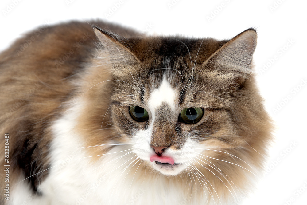 portrait of a fluffy cat on a white background