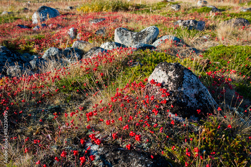 Dwarf cornel or bunchberry (cornus suecica) on the hill in Teriberka on the Kola Peninsula photo