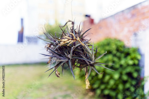 Carnation of air (Tillandsia Aeranthos), against an unfocused background of a garden photo