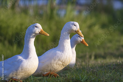 three white ducks on the pond covered with green grass go to the farm