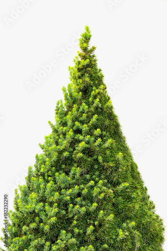 Christmas tree isolated on a white background without any decorations. photo