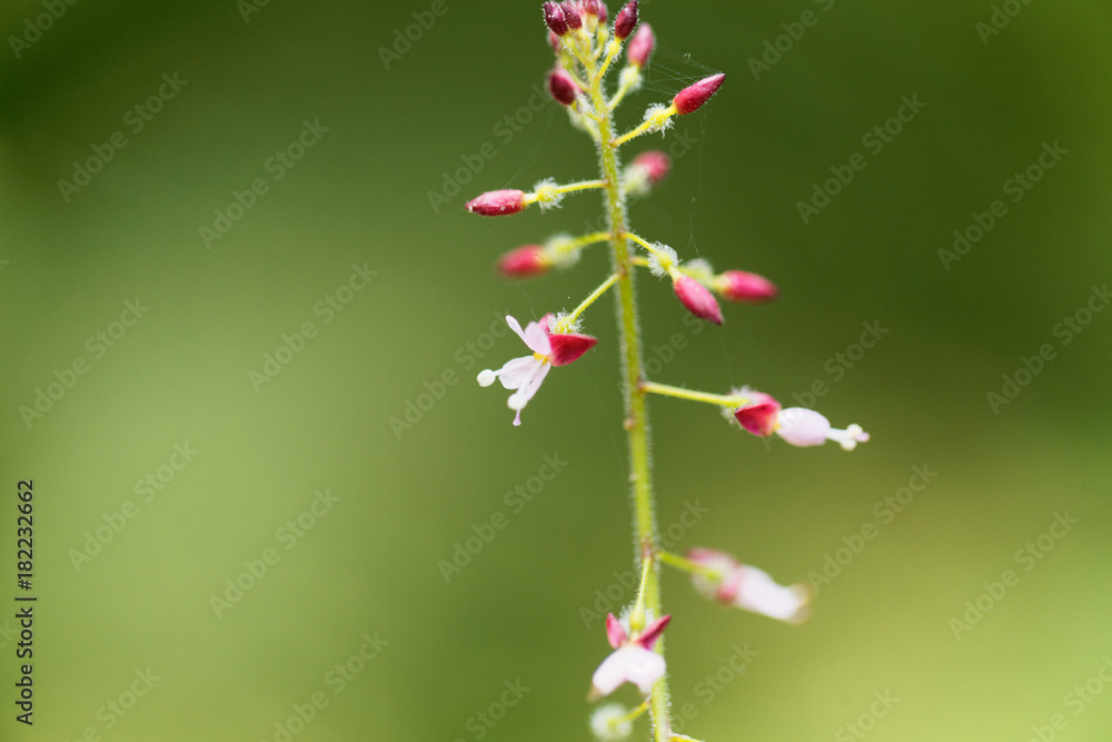 Enchanters nightshade, Circaea lutetiana. Enchanters nightshade, Circaea lutetiana.
