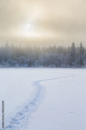 Wintry landscape view with tracks in the snow to the forest