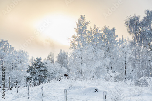Pasture with barbed wire in a winter landscape with snow and frost