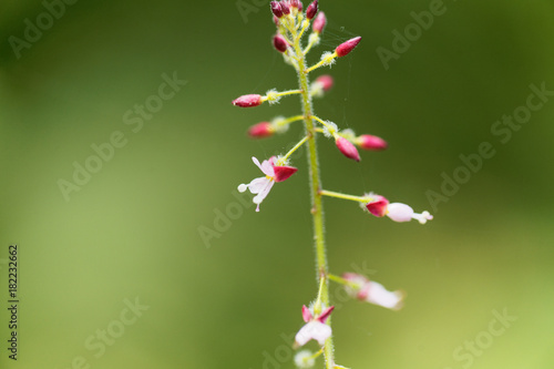 Enchanters nightshade, Circaea lutetiana.