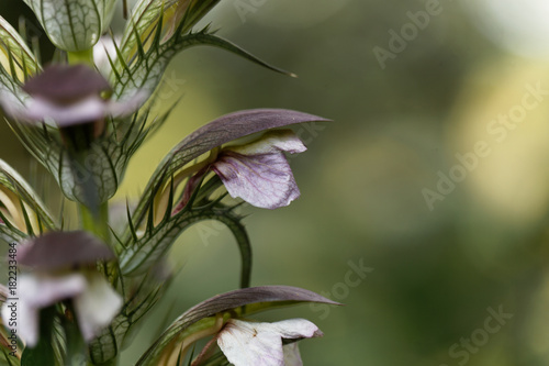 Bear breeches, Acanthus mollis photo