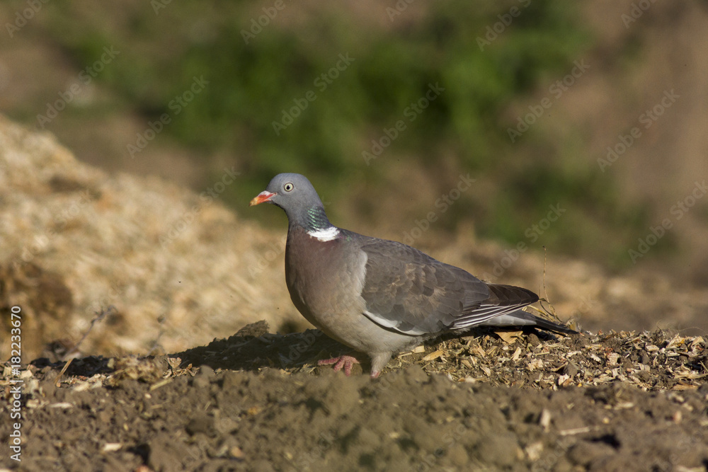 common wood pigeon (Columba palumbus) common wood pigeon (Columba palumbus)