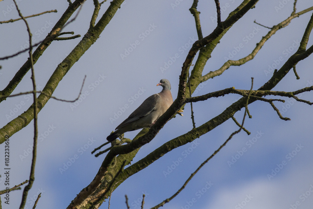 common wood pigeon (Columba palumbus) common wood pigeon (Columba palumbus)