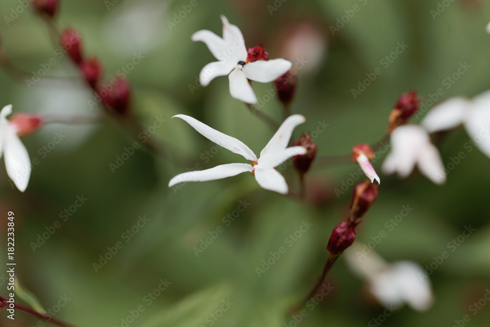 Obraz premium Bowmans root, Gillenia trifoliata