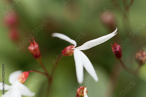 Bowmans root, Gillenia trifoliata photo