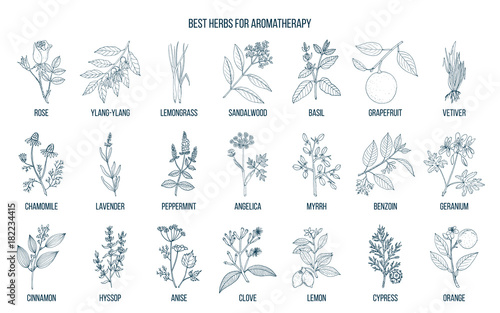 Best herbs for aromatherapy