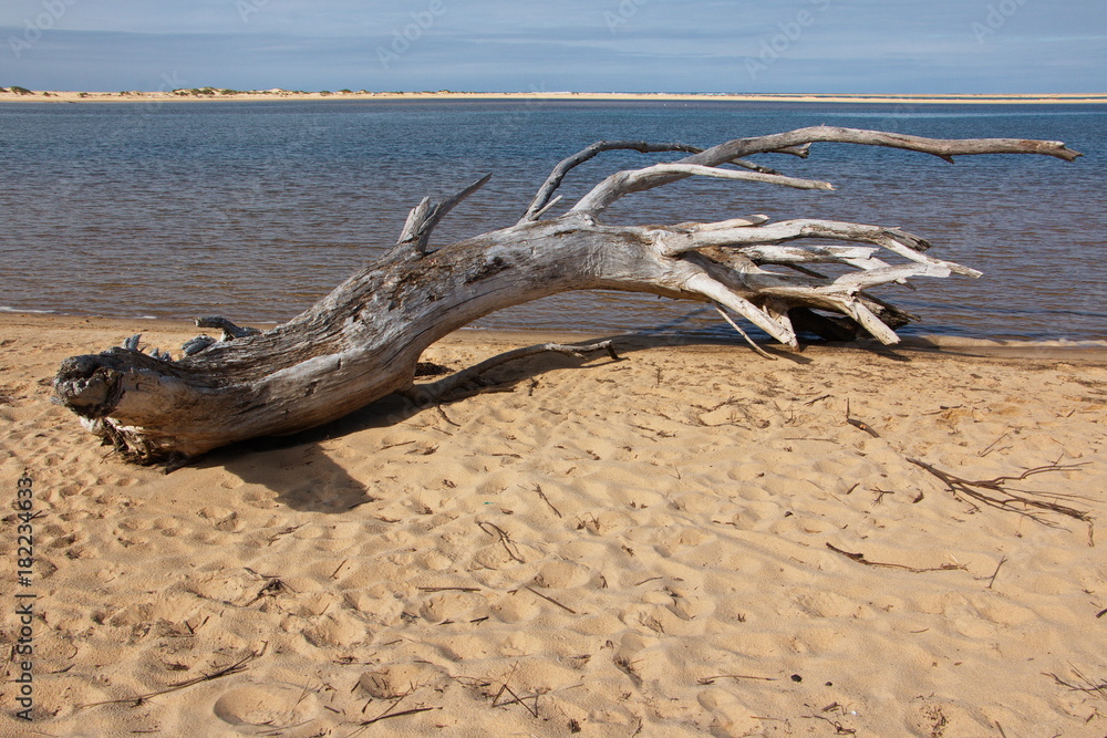 Treibholz am Strand in Marlo in Australien