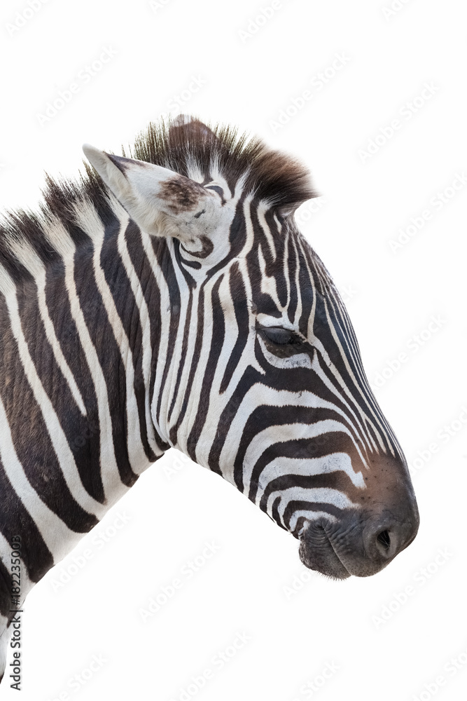 zebra closeup portrait