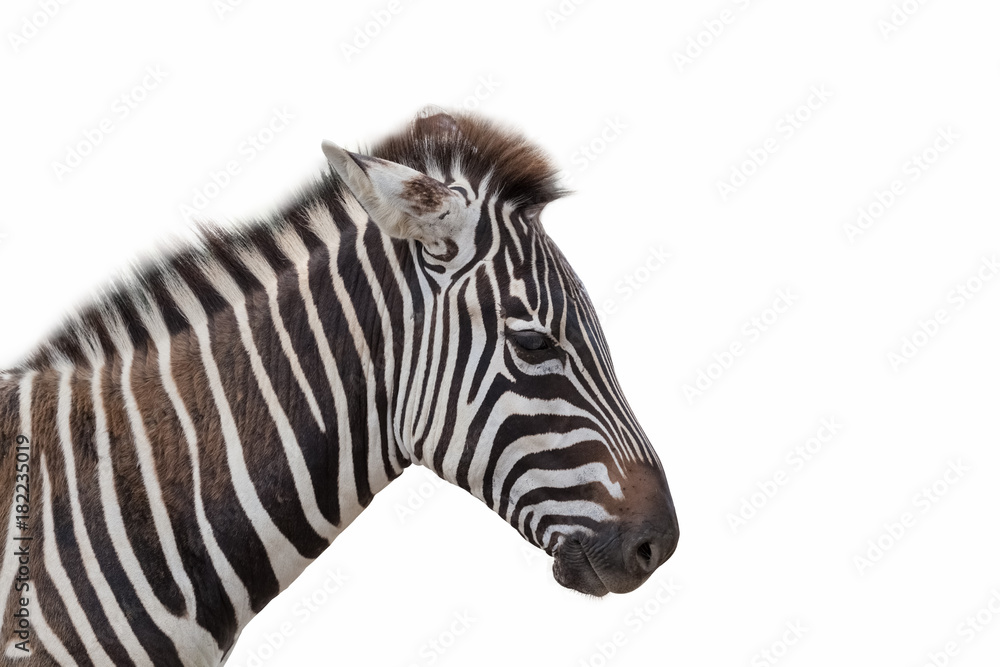 Fototapeta premium zebra isolated on white