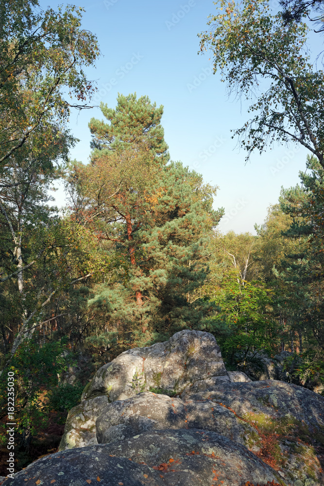 Climbing site  of  rocher canon in Fontainebleau forest