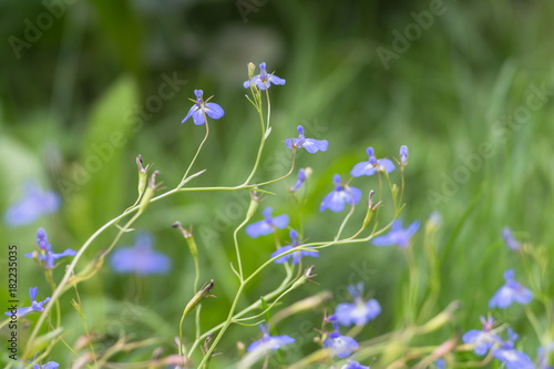 Цветы однолетней синей лобелии эринус (Lobelia erinus) на зелёном фоне.