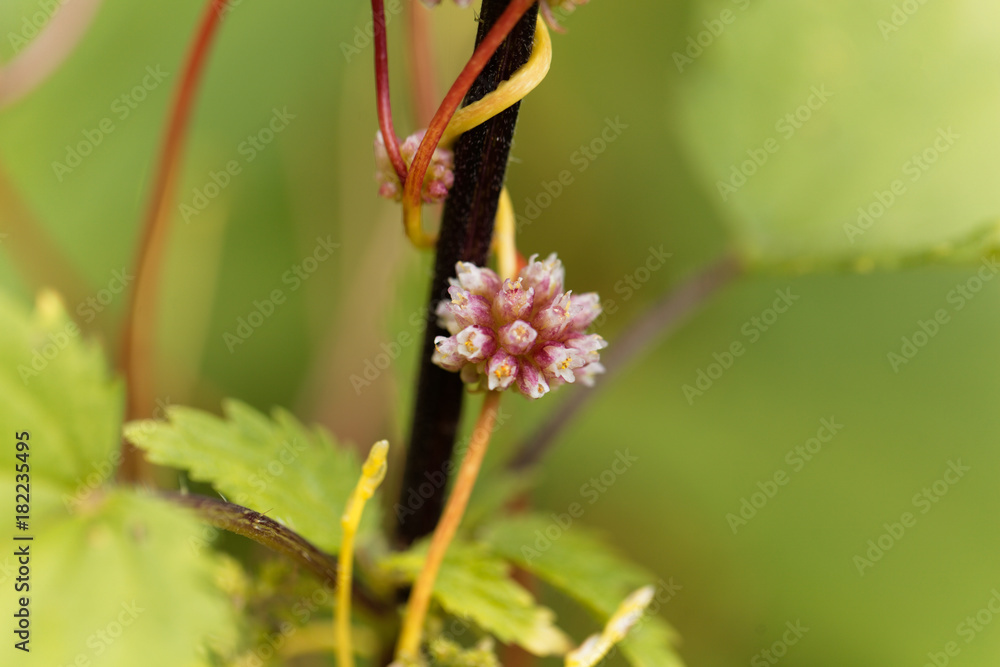 Greater dodder, Cuscuta europaea Greater dodder, Cuscuta europaea