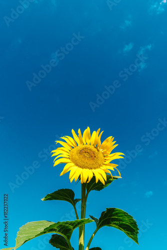 blooming one single sunflower on blue sky background  in Istanbul Turkey