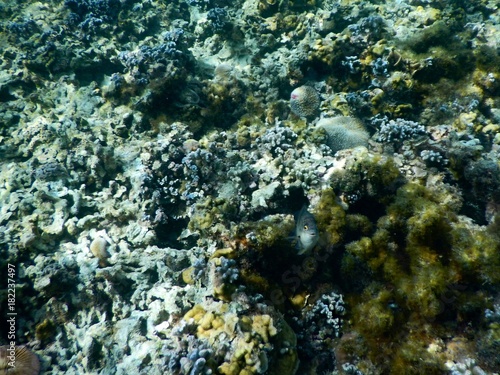 beautiful colorful coral reef in sea