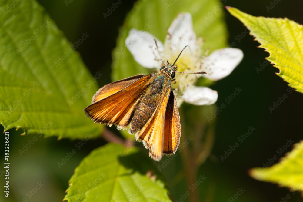 Skipper butterfly (Ochlodes sylvanus) Skipper butterfly (Ochlodes sylvanus)
