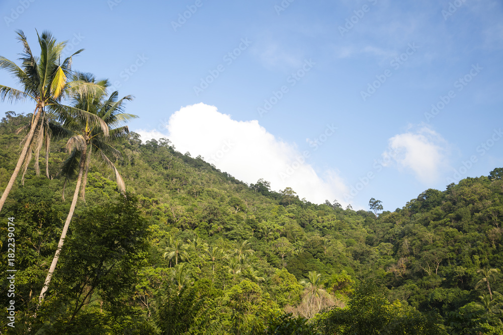 Samui Island. A beautiful view of the green mountains. View of the jungle and palm trees. Clear sky.