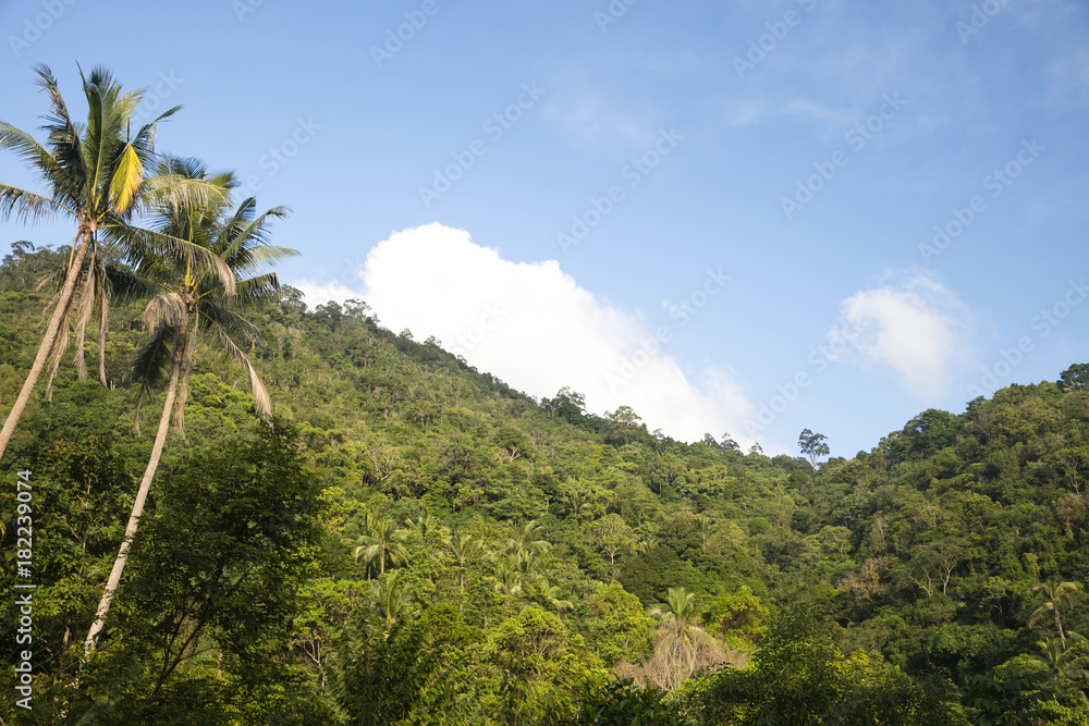 Fototapeta premium Samui Island. A beautiful view of the green mountains. View of the jungle and palm trees. Clear sky.