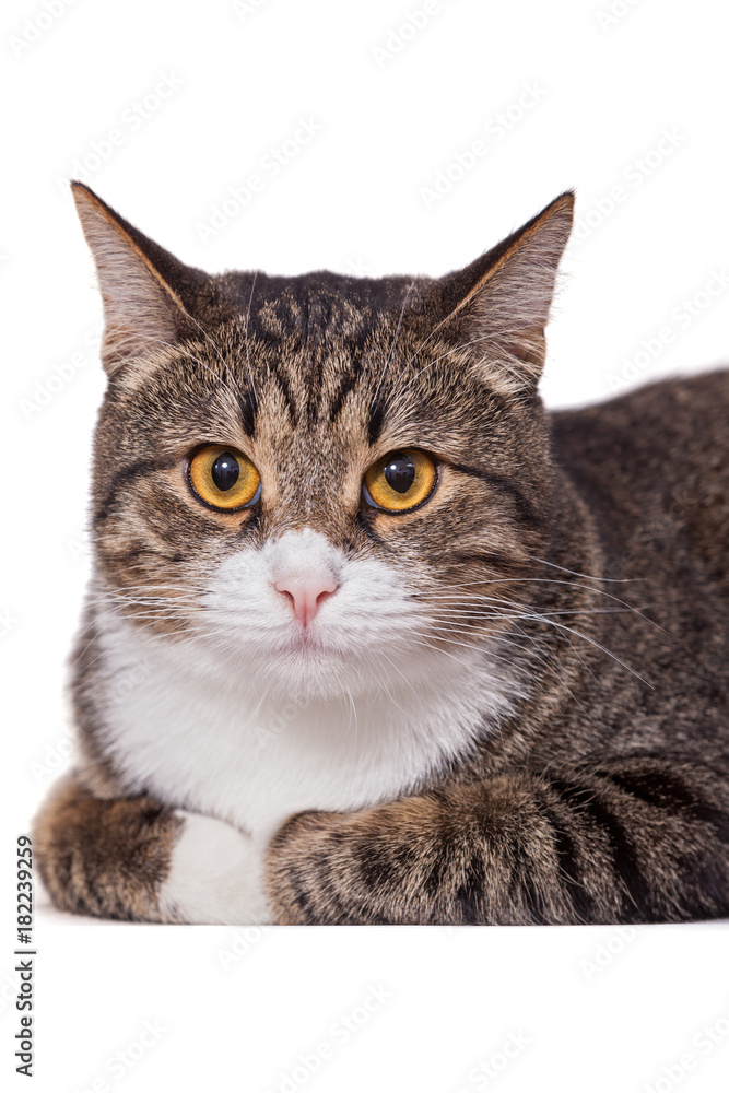 Fototapeta premium Big gray cat lazily lying