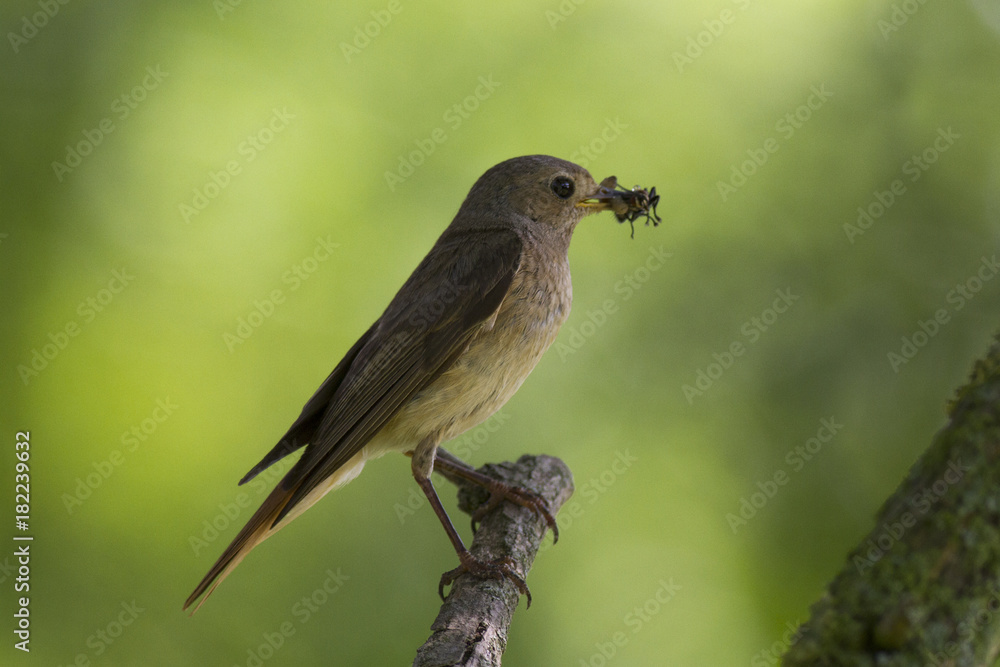 Obraz premium female common redstart (Phoenicurus phoenicurus) with feed for chicks. common redstart (Phoenicurus phoenicurus)