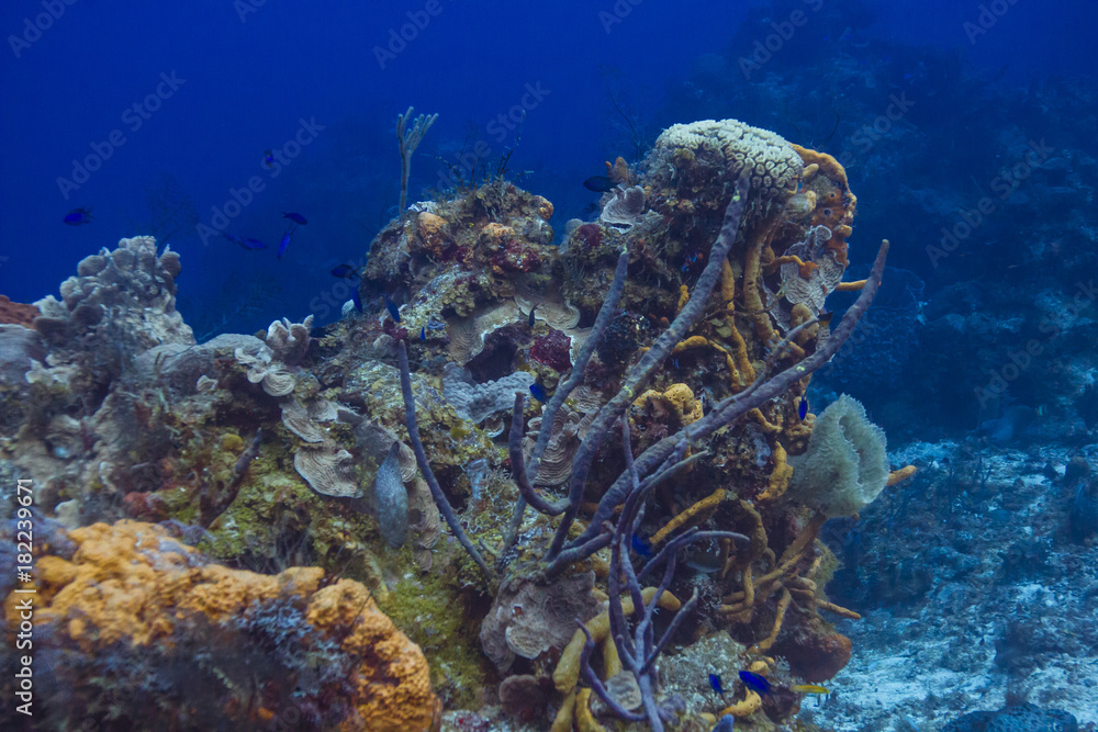 Naklejka premium Blue Chromis reef