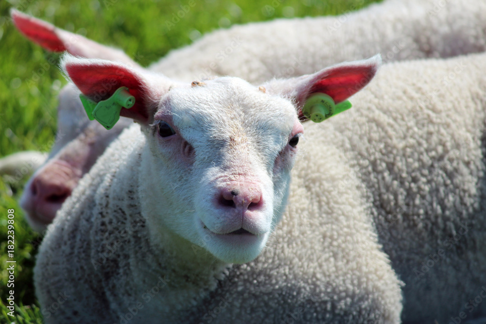 Sheep head close up on farm in the Netherlands