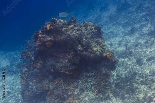 Fototapeta Naklejka Na Ścianę i Meble -  Cow fish on of coral reef