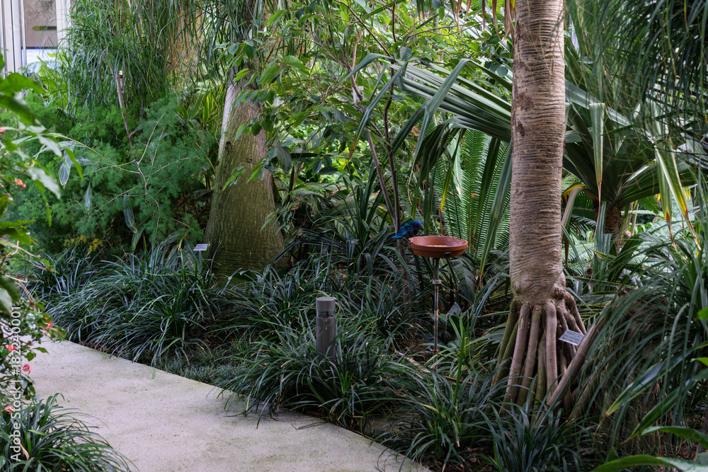 tropical bird eating bird food in botany garden tropical bird eating bird food in botany garden