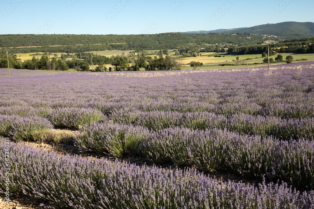 Fototapeta premium Lavender field in Provence, near Sault, France