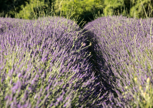 Lavender field near Sault in Provence   France.