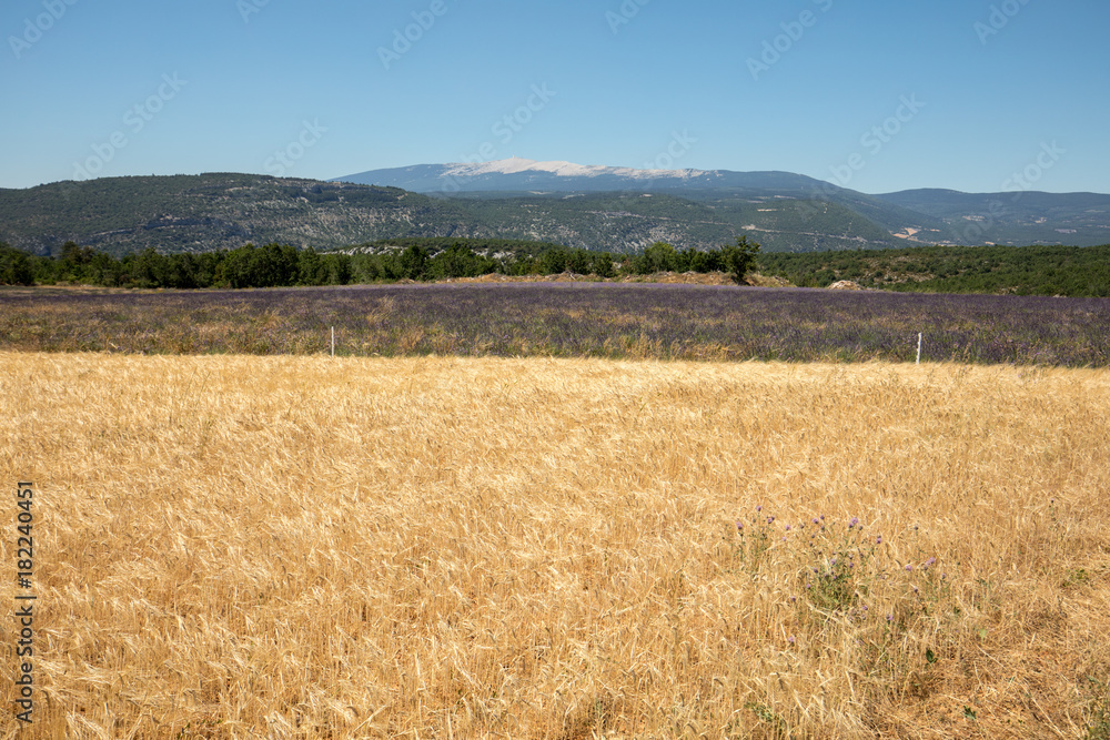 Cornfield and lavender fields near Sault and Mont Ventoux in the background. Provence, France