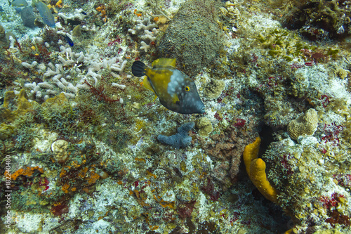 whitespotted filefish in a reef