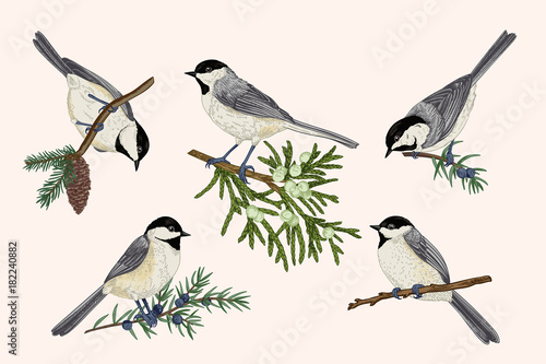 Set of birds.