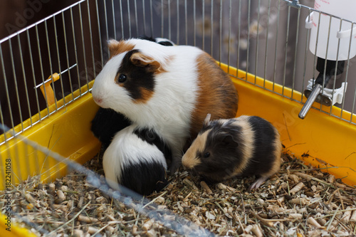 Guinea pig with cubs in a cage.